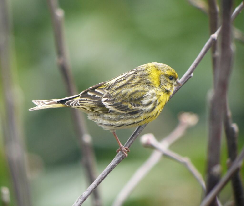 European Serin male adult, identification