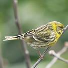 Serin cini