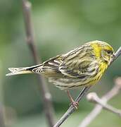 European Serin