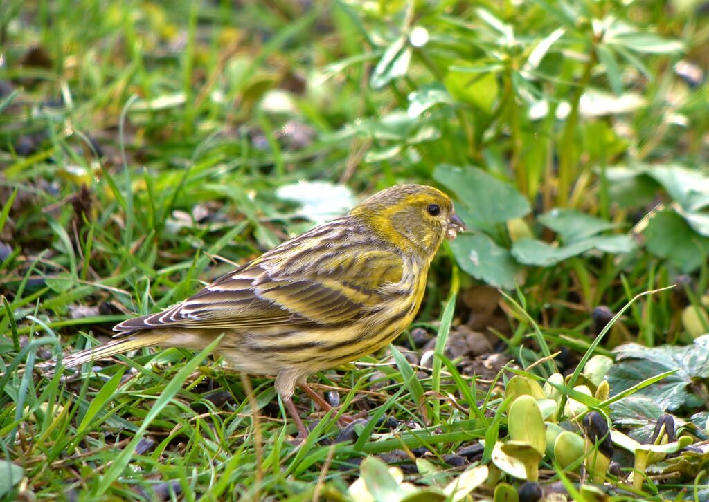 European Serin male adult breeding, identification