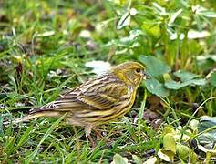 European Serin