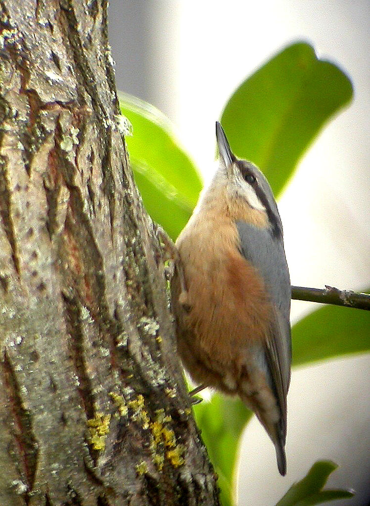 Eurasian Nuthatch