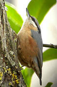 Eurasian Nuthatch