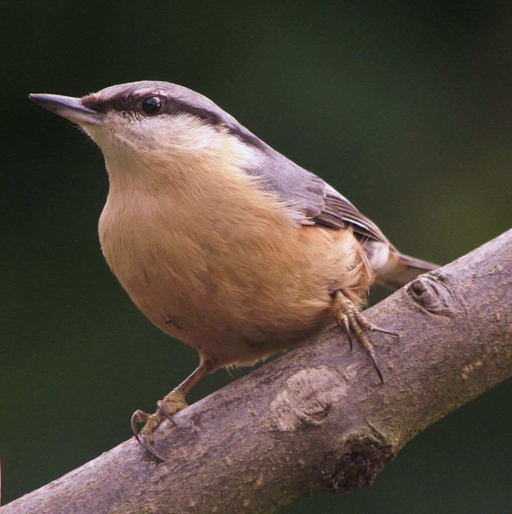 Eurasian Nuthatchadult post breeding, identification