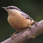 Eurasian Nuthatch