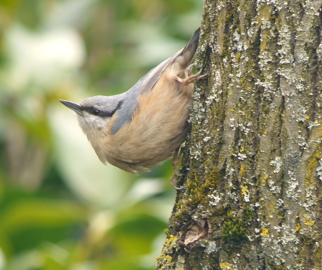 Eurasian Nuthatch male adult, identification