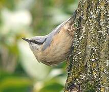 Eurasian Nuthatch