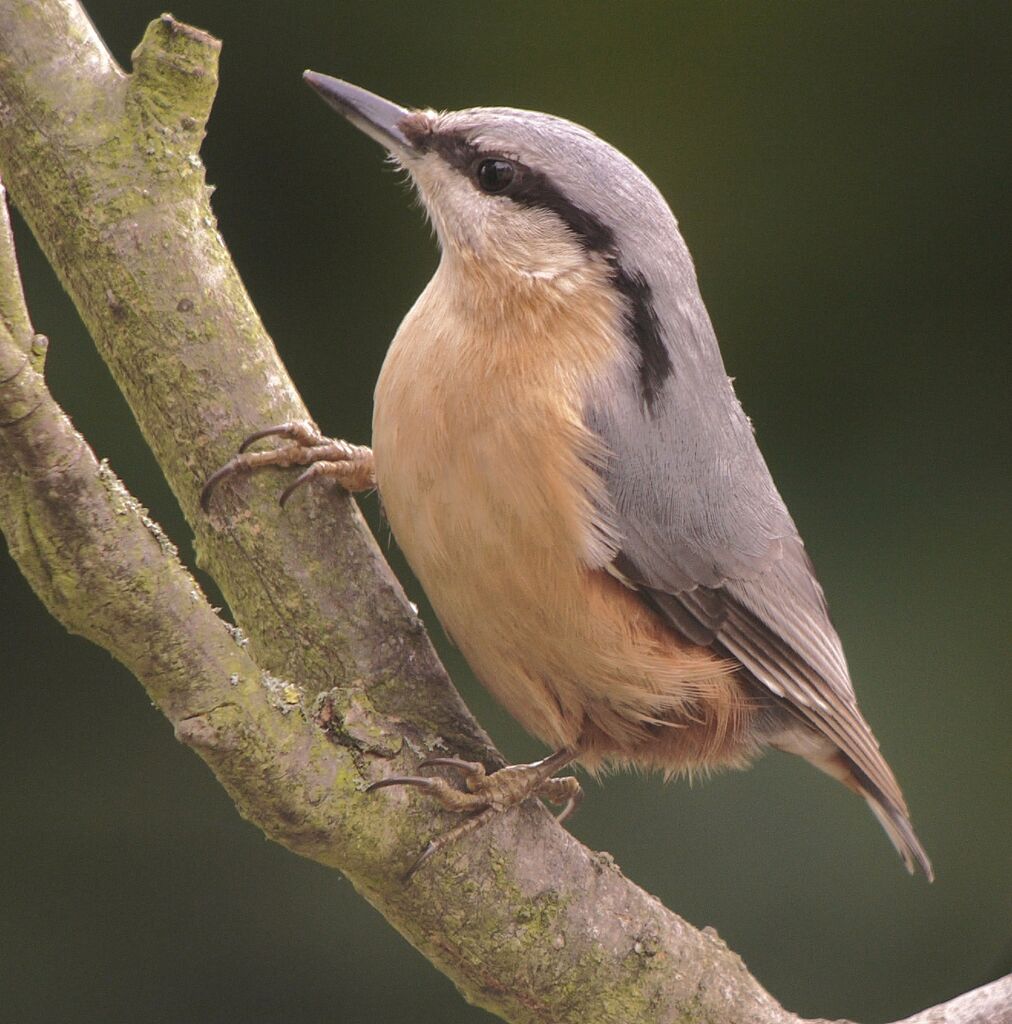 Eurasian Nuthatchadult post breeding, identification