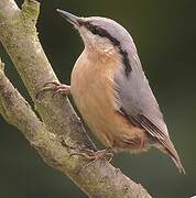 Eurasian Nuthatch