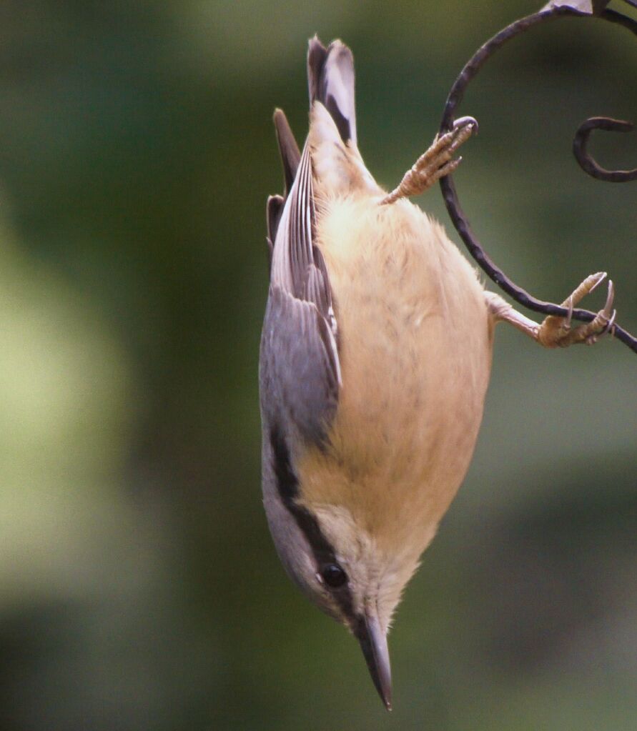 Eurasian Nuthatchadult post breeding, Behaviour