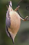 Eurasian Nuthatch