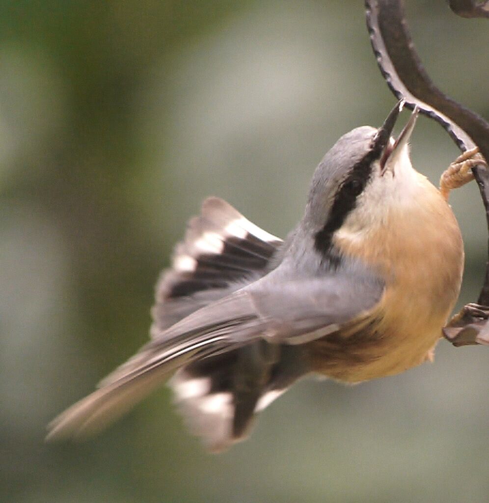 Eurasian Nuthatchadult post breeding, Behaviour