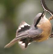 Eurasian Nuthatch