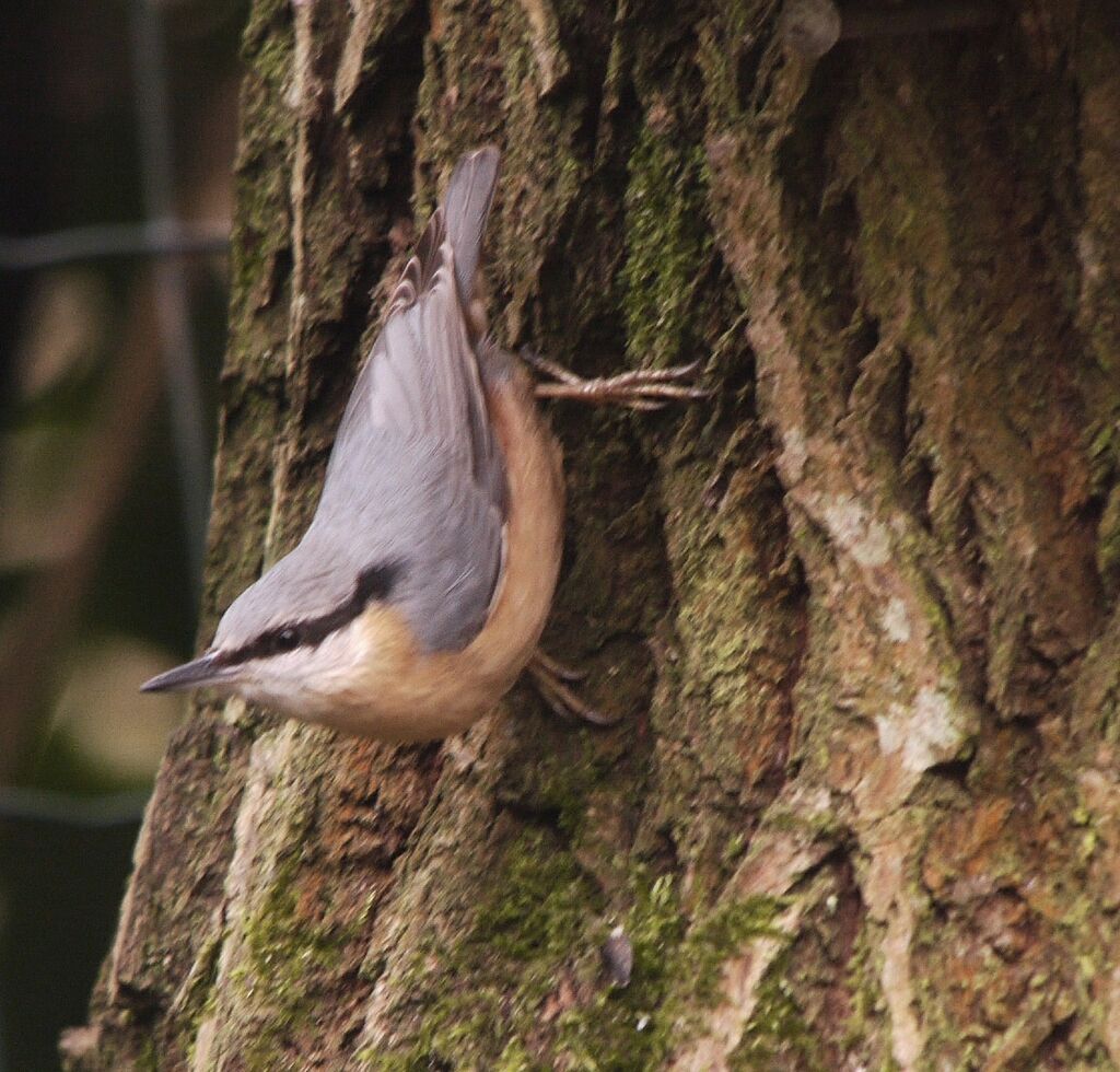 Eurasian Nuthatchadult post breeding, identification