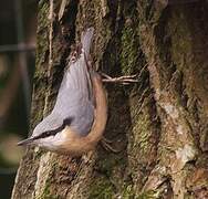 Eurasian Nuthatch