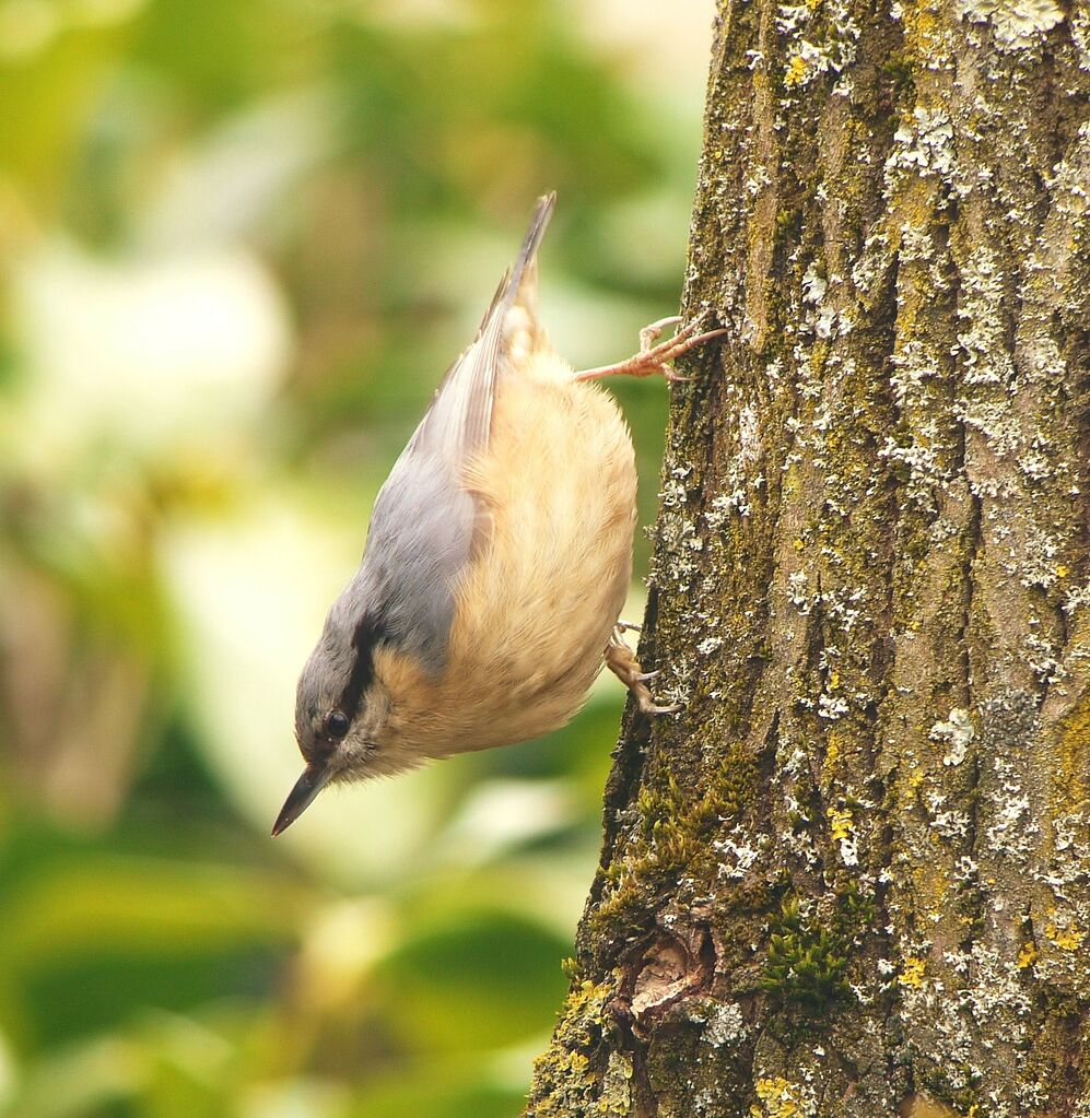 Eurasian Nuthatch male adult, identification