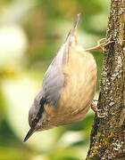 Eurasian Nuthatch