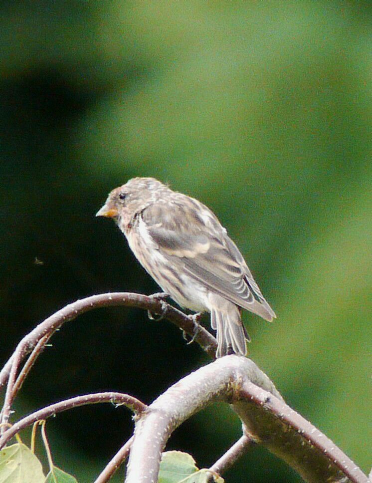 Common Redpollimmature, identification