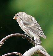 Common Redpoll