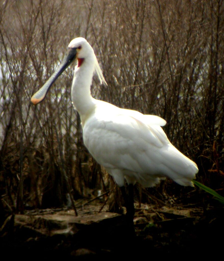 Eurasian Spoonbill