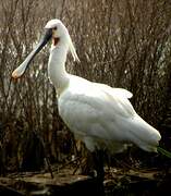 Eurasian Spoonbill