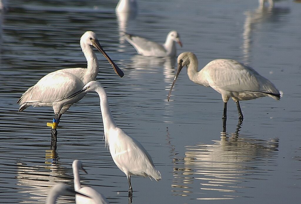 Eurasian Spoonbilladult post breeding, identification