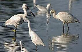 Eurasian Spoonbill