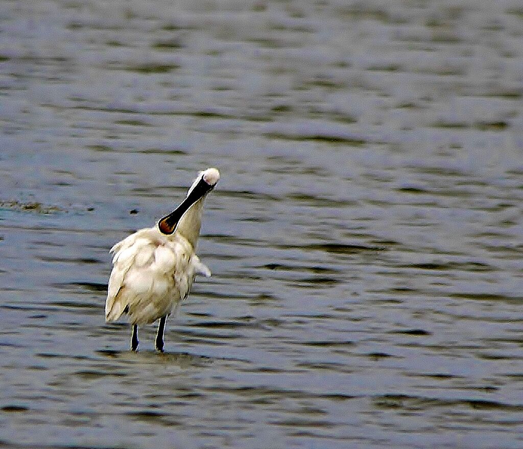 Eurasian Spoonbilladult post breeding, identification