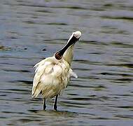 Eurasian Spoonbill