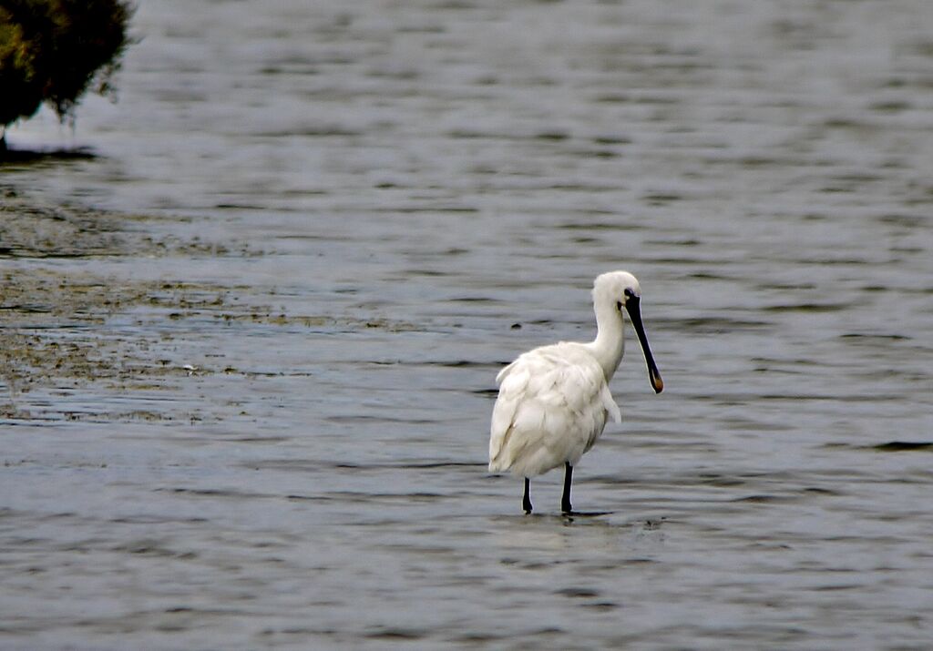 Eurasian Spoonbilladult post breeding, identification