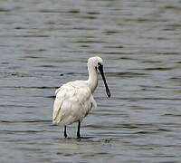 Eurasian Spoonbill