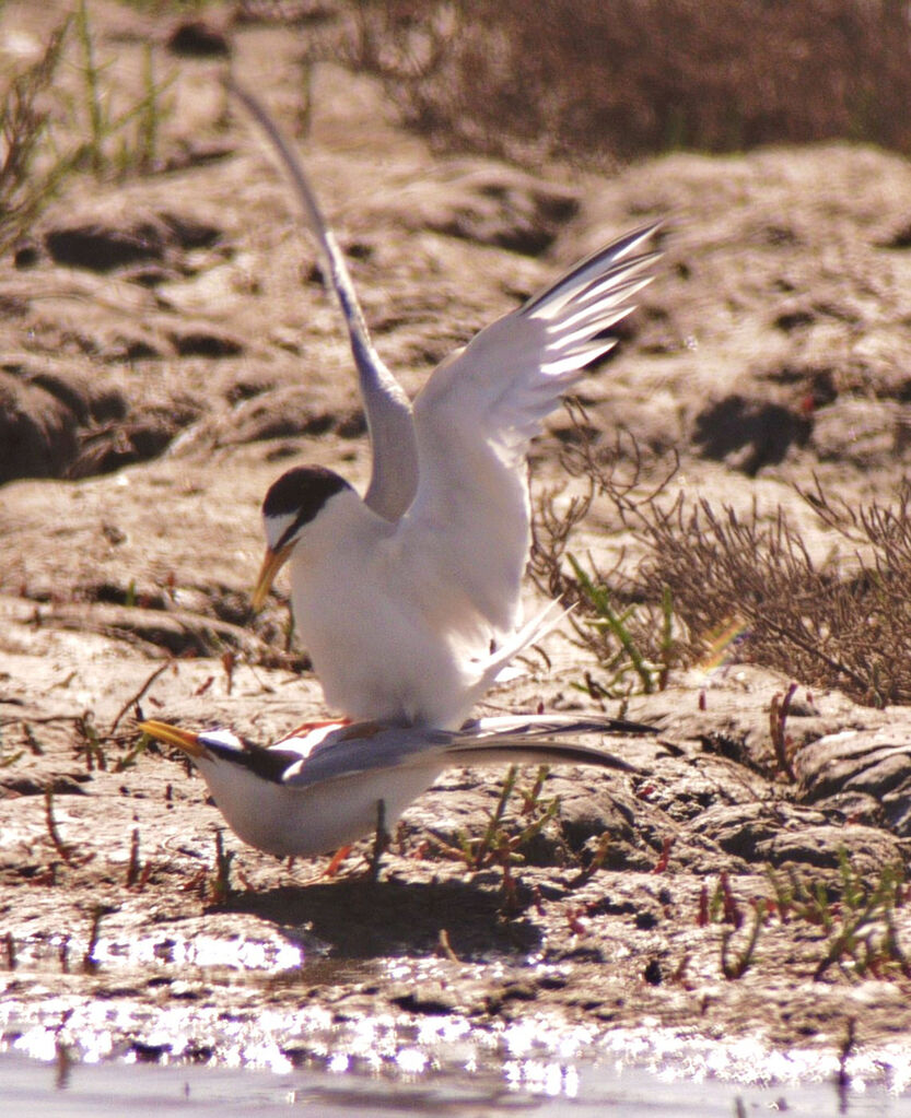 Little Tern adult breeding, identification