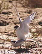 Little Tern