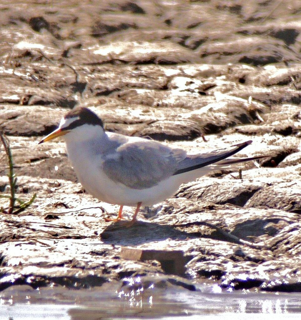 Little Ternadult breeding, identification