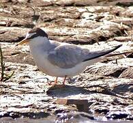 Little Tern