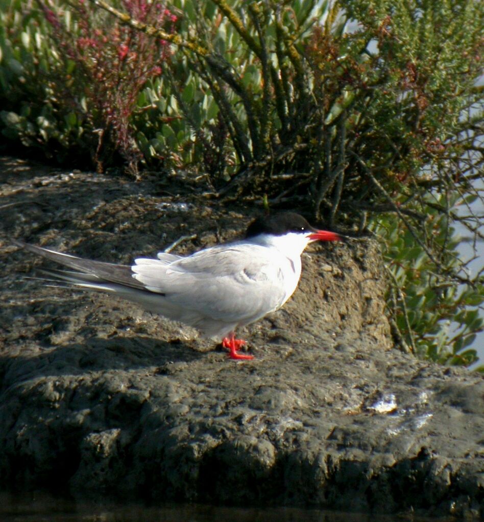 Common Tern