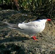 Common Tern