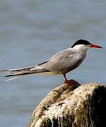 Common Tern