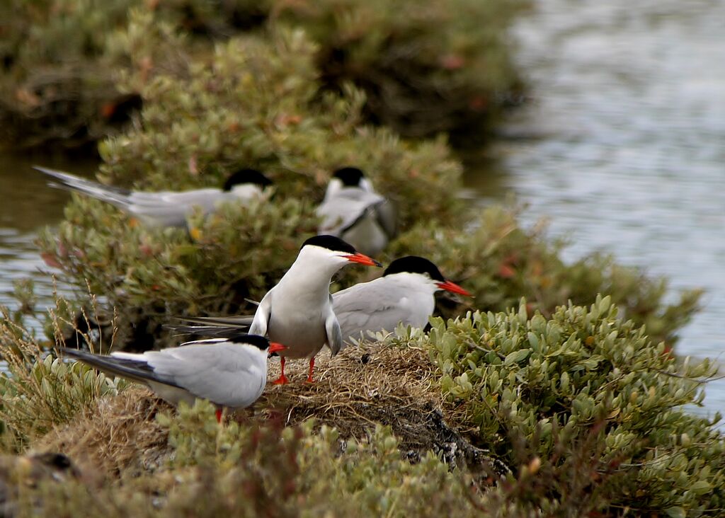 Common Tern, Reproduction-nesting