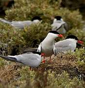 Common Tern