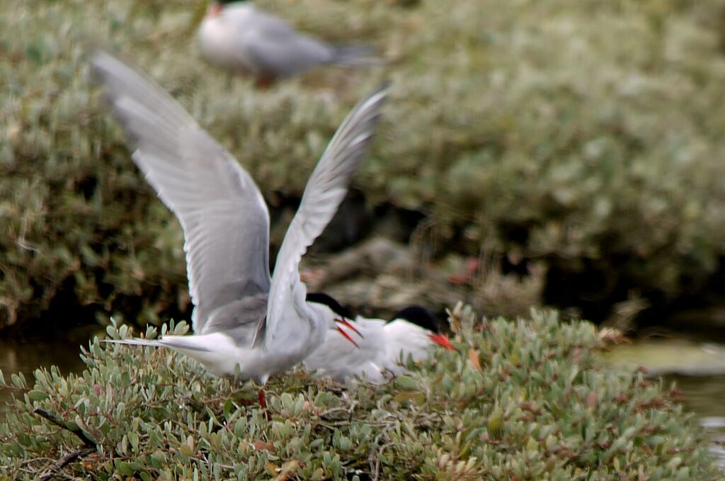 Common Tern