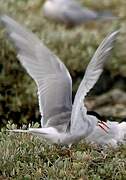 Common Tern