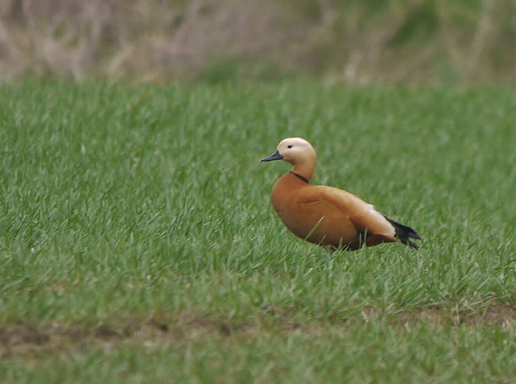 Ruddy Shelduck male, identification