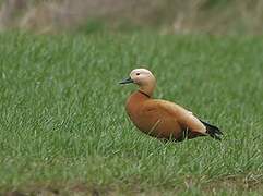 Ruddy Shelduck