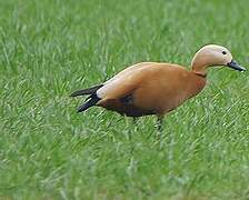 Ruddy Shelduck