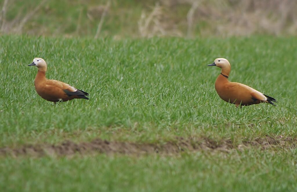 Ruddy Shelduck adult breeding, identification