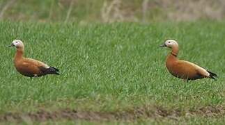 Ruddy Shelduck