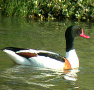 Common Shelduck