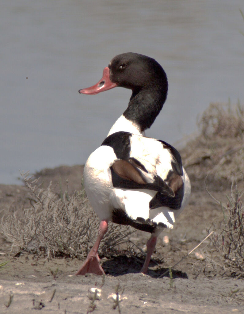 Common Shelduckadult breeding, identification