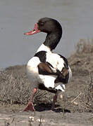 Common Shelduck